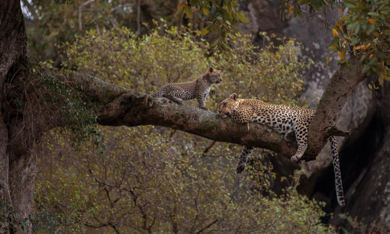 Serengeti NP