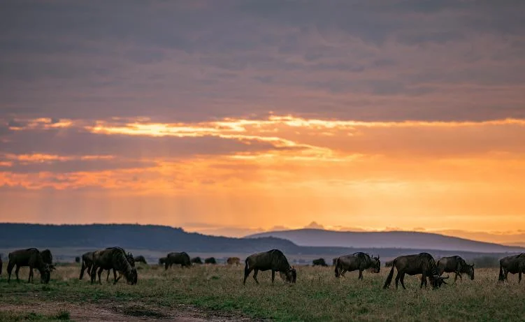 Serengeti - Arusha - Wylot